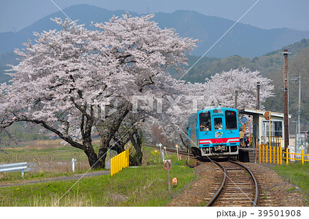 樽見鉄道と桜 樽見鉄道と桜 39501908