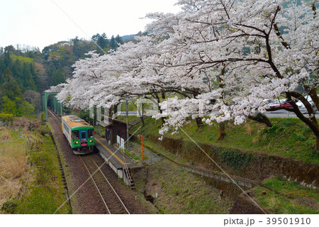 樽見鉄道と桜 樽見鉄道と桜 39501910