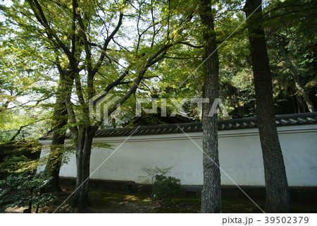 横浜三渓園 御門と白壁 横浜三渓園 御門と白壁 39502379