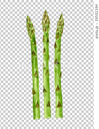 Asparagus watercolor illustration 39502394