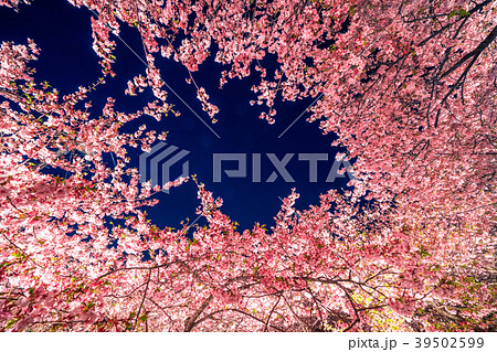 河津桜 ライトアップの写真素材