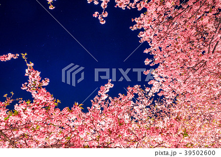 河津桜 ライトアップの写真素材