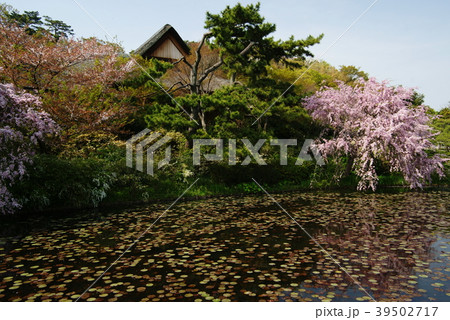 横浜 三溪園の桜 横浜 三溪園の桜 39502717