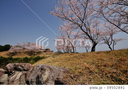 赤木城跡と桜 39502891