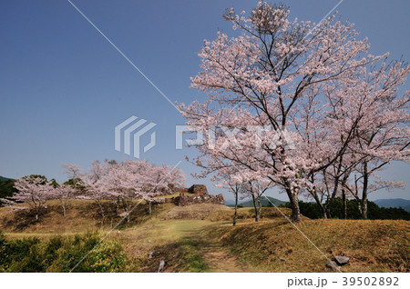 赤木城跡と桜 39502892
