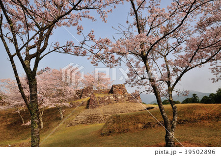 赤木城跡と桜 赤木城跡と桜 39502896