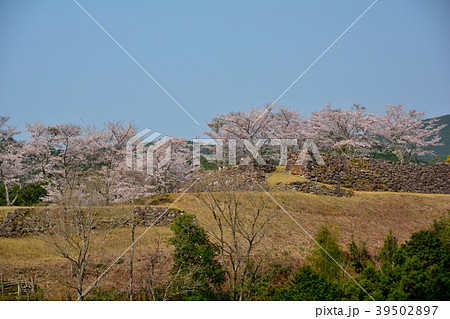 赤木城跡と桜 赤木城跡と桜 39502897