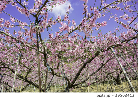 桃の花木 桃の花木 39503412