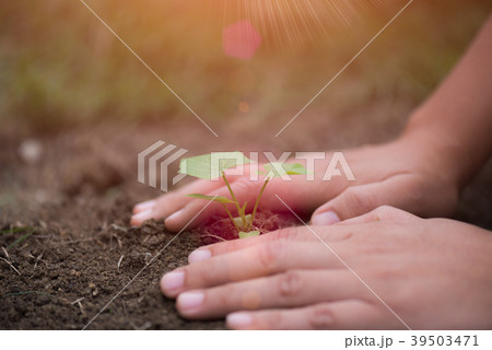Top view of young tree with soil in background. 39503471