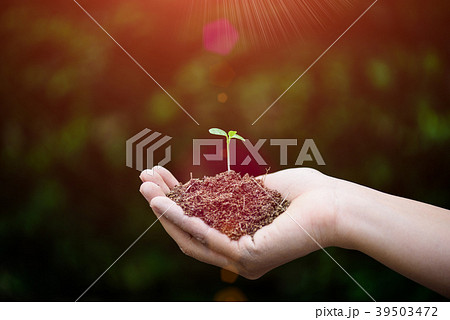 Top view of baby tree with soil in background. Top view of baby tree with soil in background. 39503472