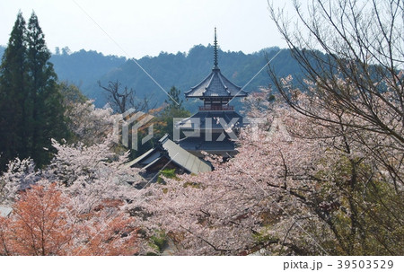 妙法殿と満開の桜 妙法殿と満開の桜 39503529