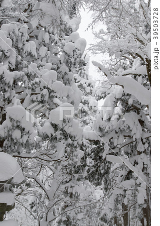 積雪の大神山神社参道 積雪の大神山神社参道 39503728