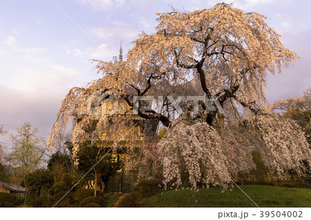浄専寺　しだれ桜 39504002
