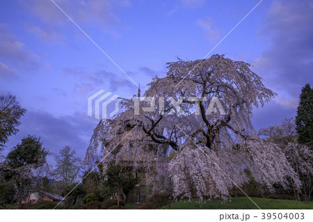 浄専寺　しだれ桜 39504003