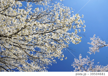 見上げれば満開の桜 青空背景 青空キャンバスの満開の桜の写真素材