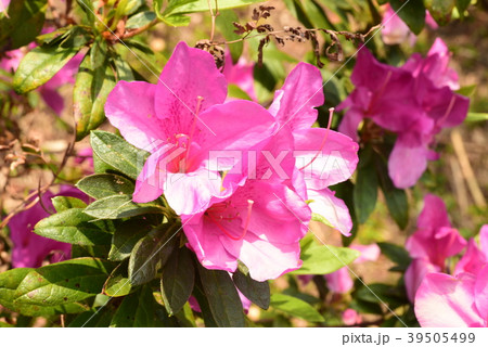 つつじ 39505499