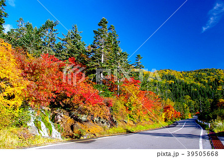 乗鞍エコーラインの紅葉(冷泉小屋) 乗鞍エコーラインの紅葉(冷泉小屋) 39505668