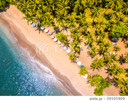 Tropical Beach and Many Palm Trees. Aerial View 39505909