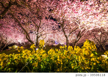 春イメージ・桜と菜の花のライトアップ 39506118