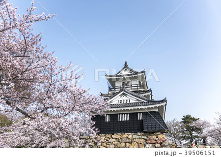 満開の桜と浜松城 39506151
