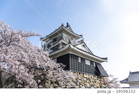 満開の桜と浜松城 39506152