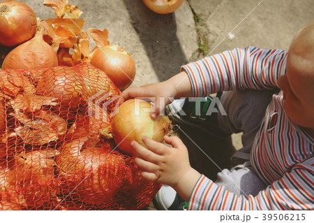 small boy touches bulb selects from bag small boy touches bulb selects from bag 39506215