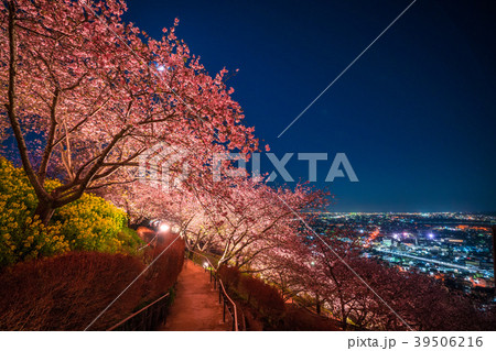 《神奈川県》夜桜の丘・松田町 《神奈川県》夜桜の丘・松田町 39506216