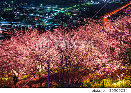 《神奈川県》夜桜の丘・松田町 39506234