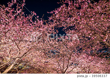 河津桜 ライトアップの写真素材