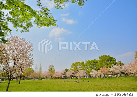 春の舎人公園（桜と新緑） 39506432