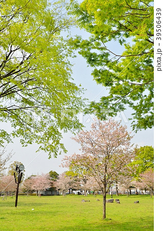 春の舎人公園(桜と新緑) 春の舎人公園(桜と新緑) 39506439