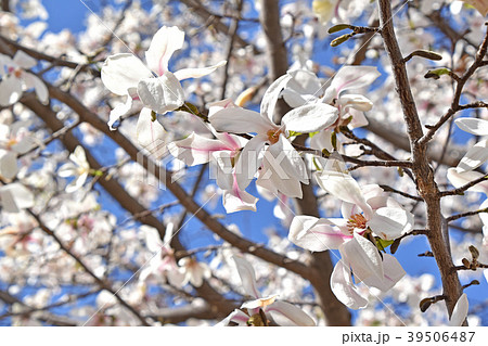 コブシ(辛夷) コブシ(辛夷) 39506487