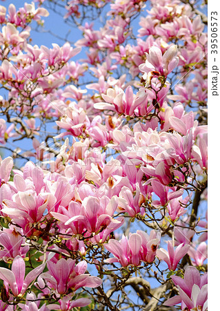 木蓮の花 木蓮 モクレン もくれん の写真素材