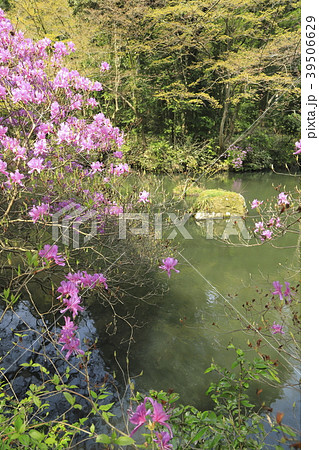 武蔵陵墓地（多摩御陵）　池とミツバツツジ 39506629