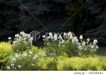 ジャコウアオイ　百合が原公園 39506682