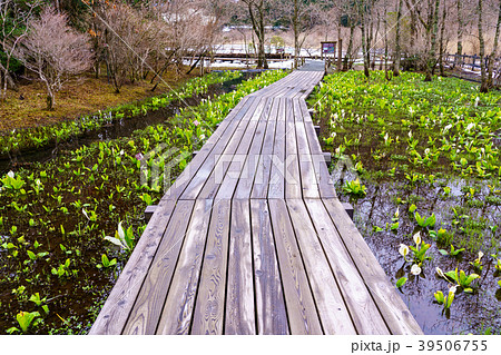 （神奈川県）箱根湿性花園のミズバショウ 39506755