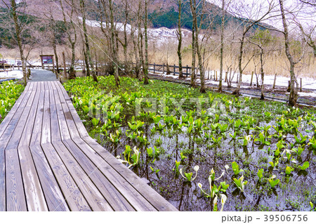 神奈川県 箱根湿性花園のミズバショウの写真素材