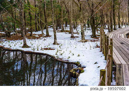 （神奈川県）雪の降った　箱根湿性花園 39507002