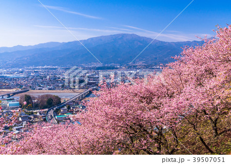 《神奈川県》満開の河津桜・見下ろす街並み 39507051