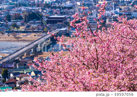 《神奈川県》満開の河津桜・見下ろす街並み 39507056