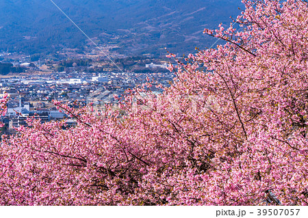 《神奈川県》満開の河津桜・見下ろす街並み 39507057