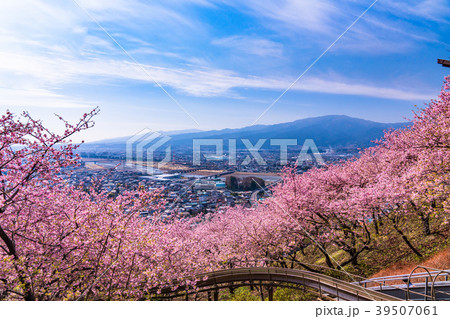 《神奈川県》満開の河津桜・見下ろす街並み 39507061