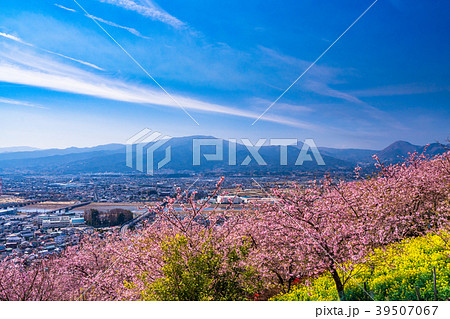 《神奈川県》満開の河津桜・見下ろす街並み 《神奈川県》満開の河津桜・見下ろす街並み 39507067