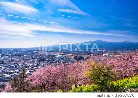 《神奈川県》満開の河津桜・見下ろす街並み 《神奈川県》満開の河津桜・見下ろす街並み 39507070