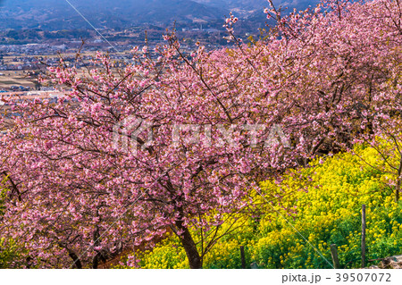 《神奈川県》満開の河津桜・見下ろす街並み 39507072