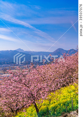 《神奈川県》満開の河津桜・見下ろす街並み 《神奈川県》満開の河津桜・見下ろす街並み 39507076