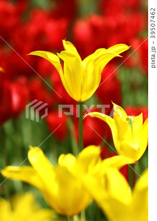 可憐に可愛く咲く 39507462