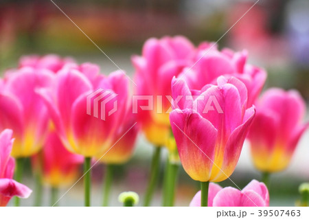 可憐に可愛く咲く 39507463