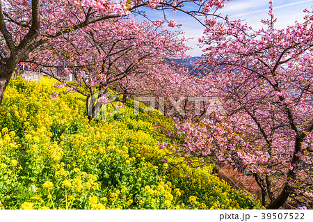 《神奈川県》満開の河津桜・見下ろす街並み 39507522