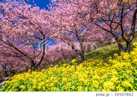 《神奈川県》満開の河津桜 39507662